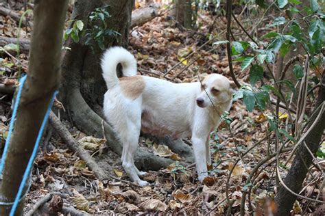 四隻狗|遊蕩犬貓逐年增 野生動物傷亡、染病 為生存上演「互。